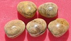 Five Fossil Clam Shells From Madagascar