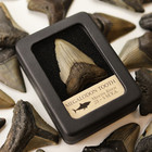 Megalodon Tooth With Display Case