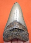 Megalodon Shark Tooth - Real Fossil - 3 42 - Shark Teeth - No Restorations