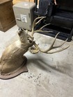 Mule Deer Shoulder Mount