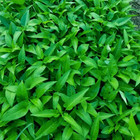 Fresh Water Spinach Seeds   Kangkong   Ong Choi   Heirloom Non-gmo   Asian Seeds