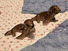 Vtg Seals Mixed Figurines Sea Lion Miniature Collection Lot Of 7 Hagen Pewter