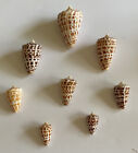 8 Beautiful Alphabet Shells From Sanibel Island Beaches In Sw Florida