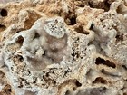 Gorgeous  12  Crystallized Fossil Coral Reef Rock brilliant Druzy Sparkle