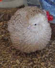 12  Coturnix Quail Hatching Eggs  Fun Colors  Npip  Free Shipping