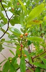 25  Ayurveda Tropical E c o Seeds Rare Fresh Ceylon Seeds