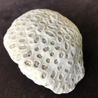 Natural White Brain Coral 3 5  - 4  Diameter 1 Lb  3 Oz  Nice Specimen