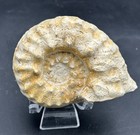 Incredible spiky 3 5    Cretaceous Mortoniceras Inflatum  Texas Fossil Ammonite 