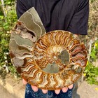 2 99lb Natural Fossil Snail Agate Fancy Cabochon Gemstones