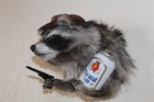 Naughty Cowboy Raccoon Mount Taxidermy Log Cabin Decor Novelty Whitetail Deer