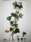 1831 turpin Original Engraving Fine Antique Watercolouring Gooseberry Xzt