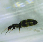 Brachymyrmex Sp   1  Queen Ant W  Brood  Test Tube Setup  Live Starter Feeder     