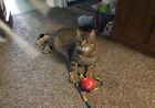Buy A Cat Picture And Help Support Cats At Shelter In Ky  We Need Your Help