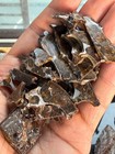 51 1grams Sericho Pallasite Meteorite Slice