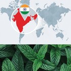 Bulk Peppermint Essential Oil - Large Wholesale Size - 100  Pure And Undiluted