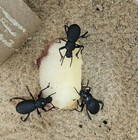 Ant Head Dth Feigning Beatlees  set Of 7     cohab W  Blue Death Feigning 