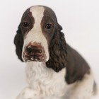 Border Fine Arts Springer Spaniel Figurine - Liver   White - 1995 - Dg33a