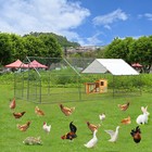 20x13ft Large Walk In Chicken Coop Hen House Farm Rabbit Cage Poultry Run Hutch