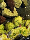 10 5small Ramshorn Snails Live Freshwater    Blue Pink Red Brown Aquarium Cleaners