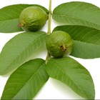 55 Pc s Fresh Organic Guava Leaves Texas Grown Green Tea Hojas De Guayaba