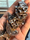 52 5grams Sericho Pallasite Meteorite Slice
