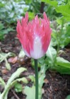 1 000 Rare Afghan Laciniated Poppy Seeds P  Somniferum Fringed   Serrated Blooms