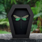Real Insect Taxidermy Coffin Dragonfly Specimen Oddities And Curiosities Art