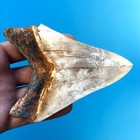 Megalodon Fossil Shark Tooth      4 5       White  South East Asian Teeth T5