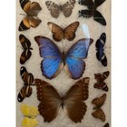 Vintage Real Butterfly Taxidermy Framed Wall Art 19 Specimen Blue Morpho Gold