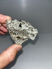 Orthocone Cephalopod Fossil Cone Showing Internal Structure Ordovician  Indiana