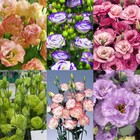 1000 Eustoma Grandiflorum Seeds Lisianthus Mixed Color Rose-like Garden Flower