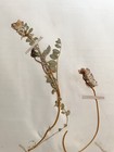 Antique Herbarium Pressed Botanical Specimen 1900s Alpine Milkvetch 15  X 10 