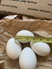 4 Blown Goose Eggs For Crafting Psyanky Easter Country Decor