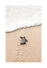 Baby Turtle Print  Beach Print  Summer Poster  Wall Art Decor No Frame
