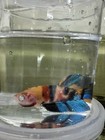Live Betta Fish Male Galaxykoi  Blue Orange   White