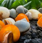 Live Mystery Snails     Freshwater Aquarium Snails    assorted Colors And Sizes