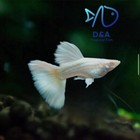 1 Trio - Live Aquarium Guppy Fish High Quality-albino Platinum White-usa Seller 