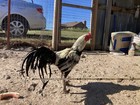 Rare Pure Pama Burmese Chicken Hatching Eggs