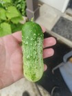 40 F1 Hybrid Calypso Cucumber Seeds Superior Pickling Cucumber Very High Yields