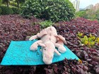 Jellycat Rose Dragon Large 50cm  - New   Authentic