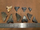Lot Of 10 Fossil Megalodon Shark Teeth