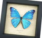 Blue Morpho Adonis Butterfly Real Framed Taxidermy Display