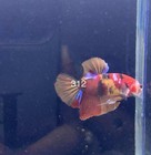 Betta Nemo Koi Male Multi Live Fish Usa High Quality  312