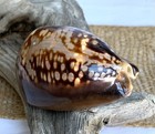 Cypraea Mauritiana 81mm Humpback Cowry Seashell 1977 Specimen Indonesian Pacific
