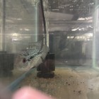 Kamfa Flowerhorn Live Aquarium Fish