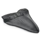 5 5 Inch Megalodon Tooth Black With Serrations - Free Shipping