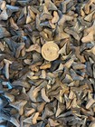 Lot Of 10 A Grade Fossilized Bull Shark Teeth From Southwest Florida