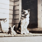 Early 1920 s Photo Dog   Rabbit Pals Sitting Together On Porch