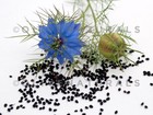 Buy 3 Black Seed Bitters With Moringa detox 16 Oz the Original best By Gye Nyame