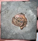 Rare Psiloceras Iridescent Ammonite Fossil  86 Inches Jurassic Dinosaur Era